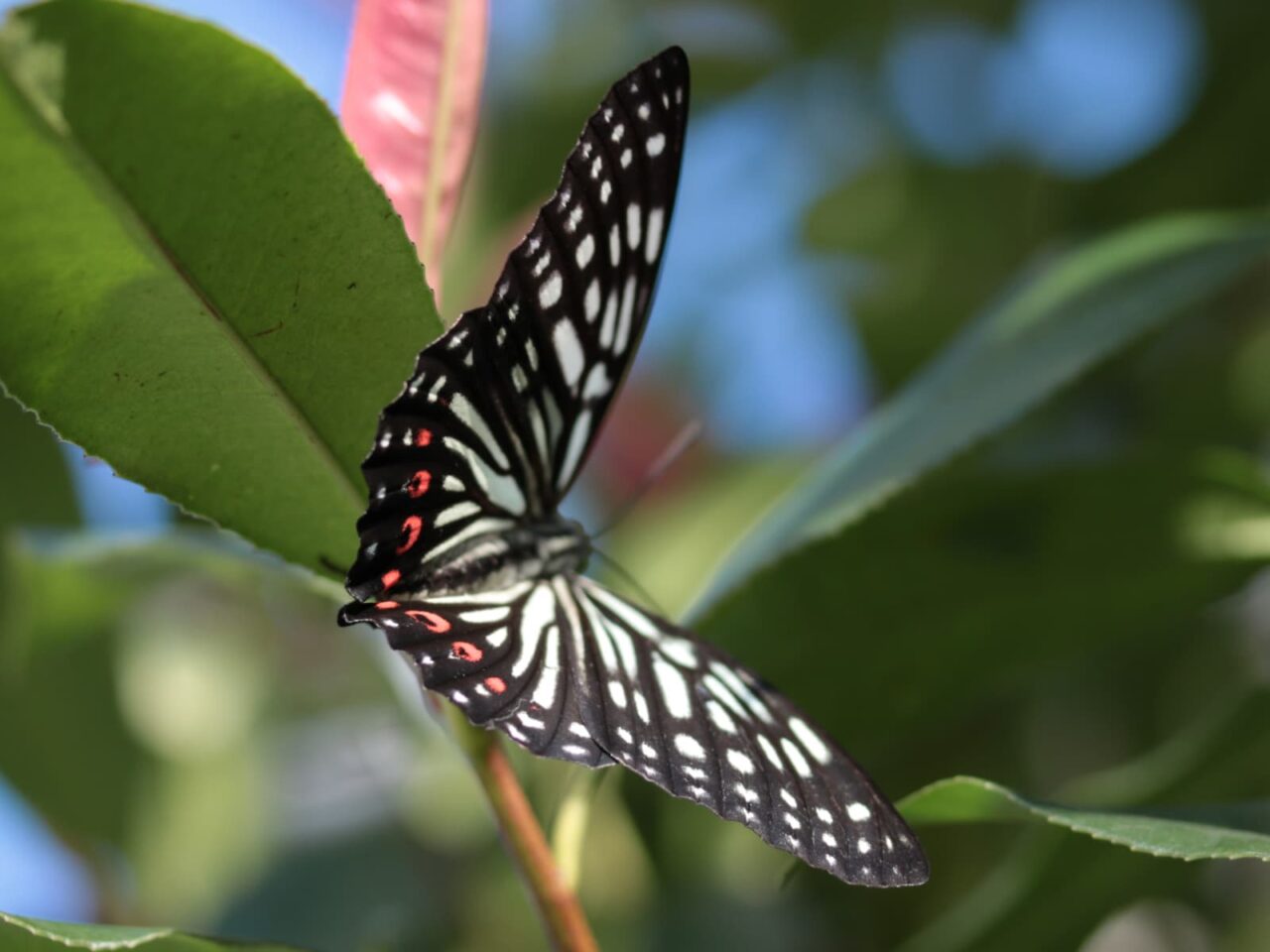 樹液を吸っているアカボシゴマダラを激写201709-1