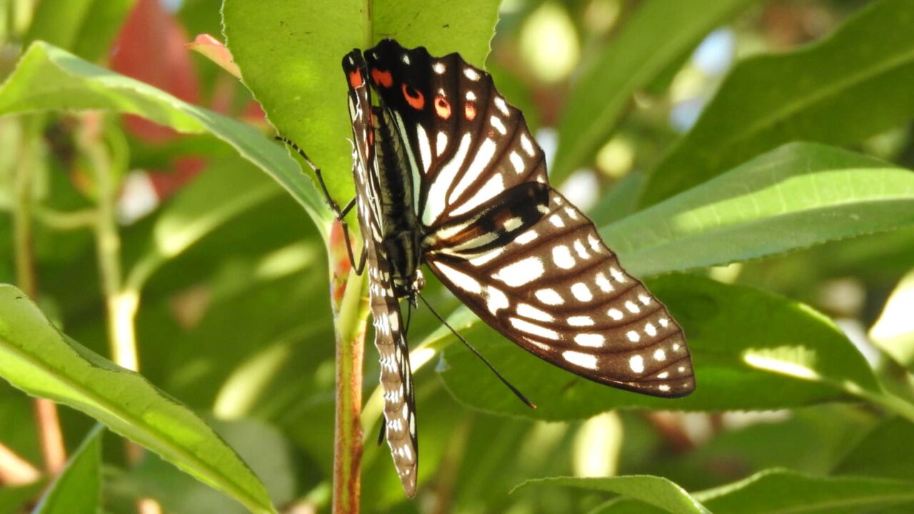 樹液を吸っているアカボシゴマダラを激写201709-11