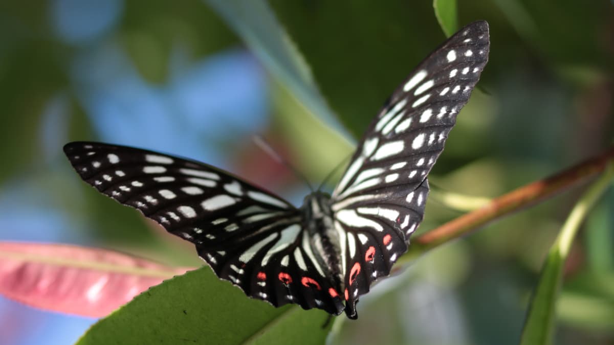 樹液を吸っているアカボシゴマダラを激写201709（キャッチ画像）