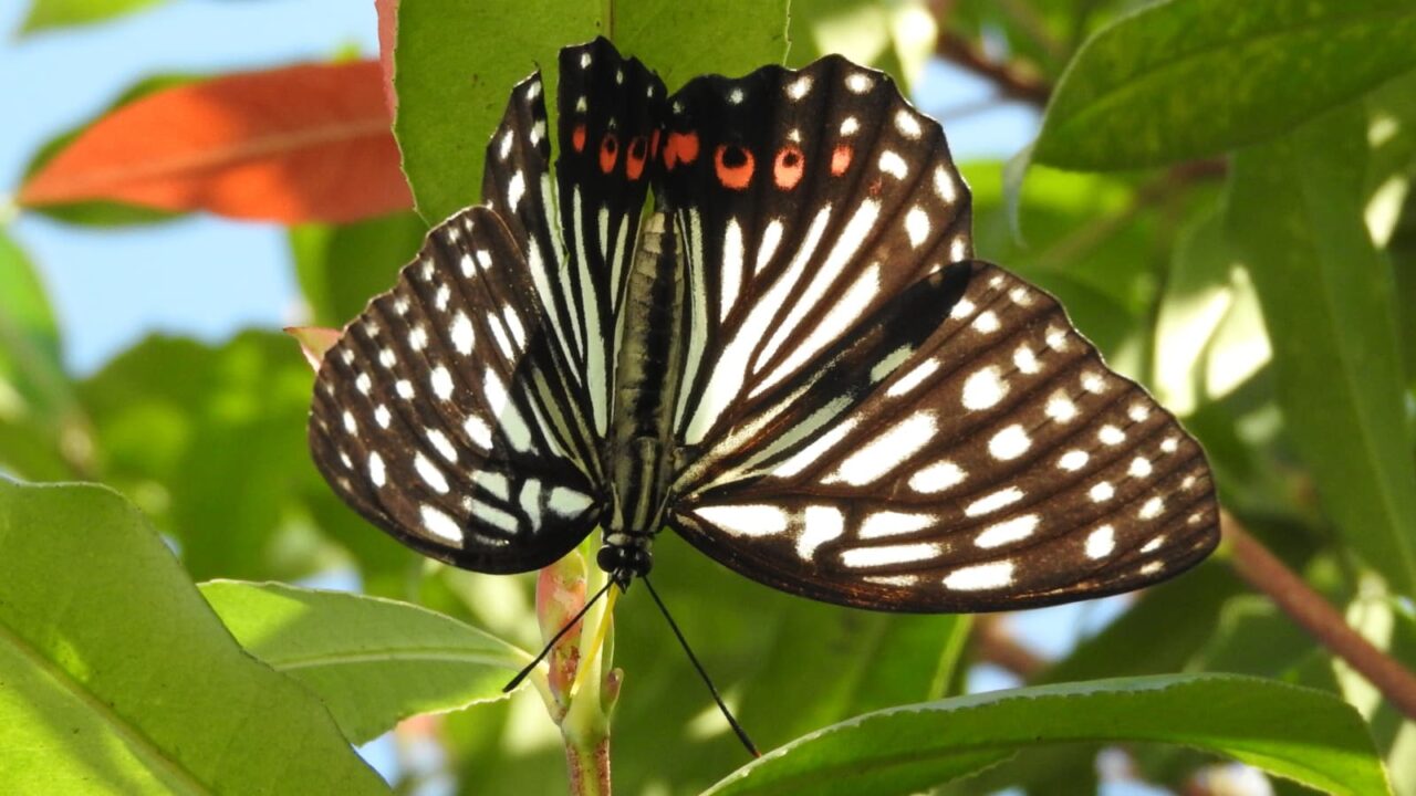 樹液を吸っているアカボシゴマダラを激写201709-13