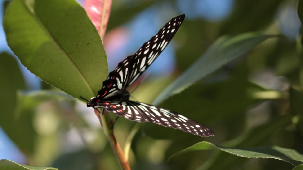 樹液を吸っているアカボシゴマダラを激写201709-2