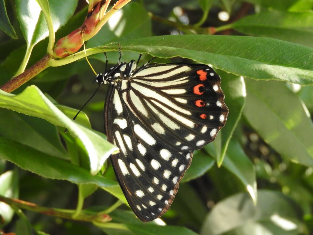 樹液を吸っているアカボシゴマダラを激写201709-24