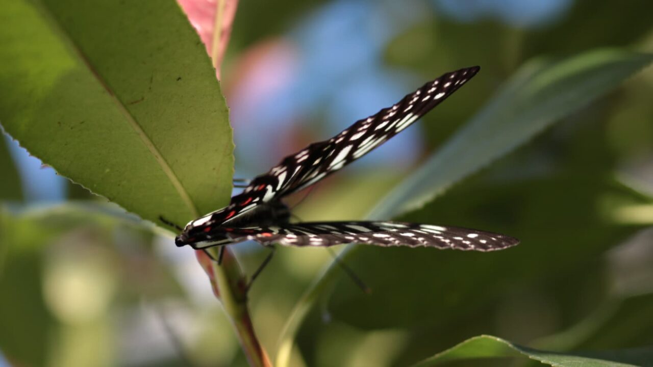 樹液を吸っているアカボシゴマダラを激写201709-3