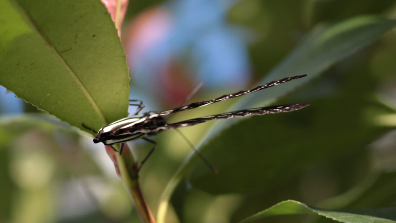 樹液を吸っているアカボシゴマダラを激写201709-4