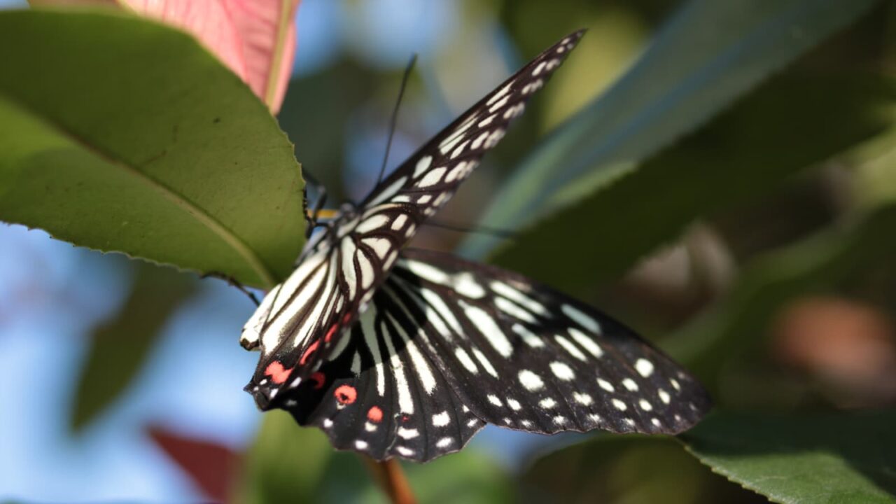 樹液を吸っているアカボシゴマダラを激写201709-7