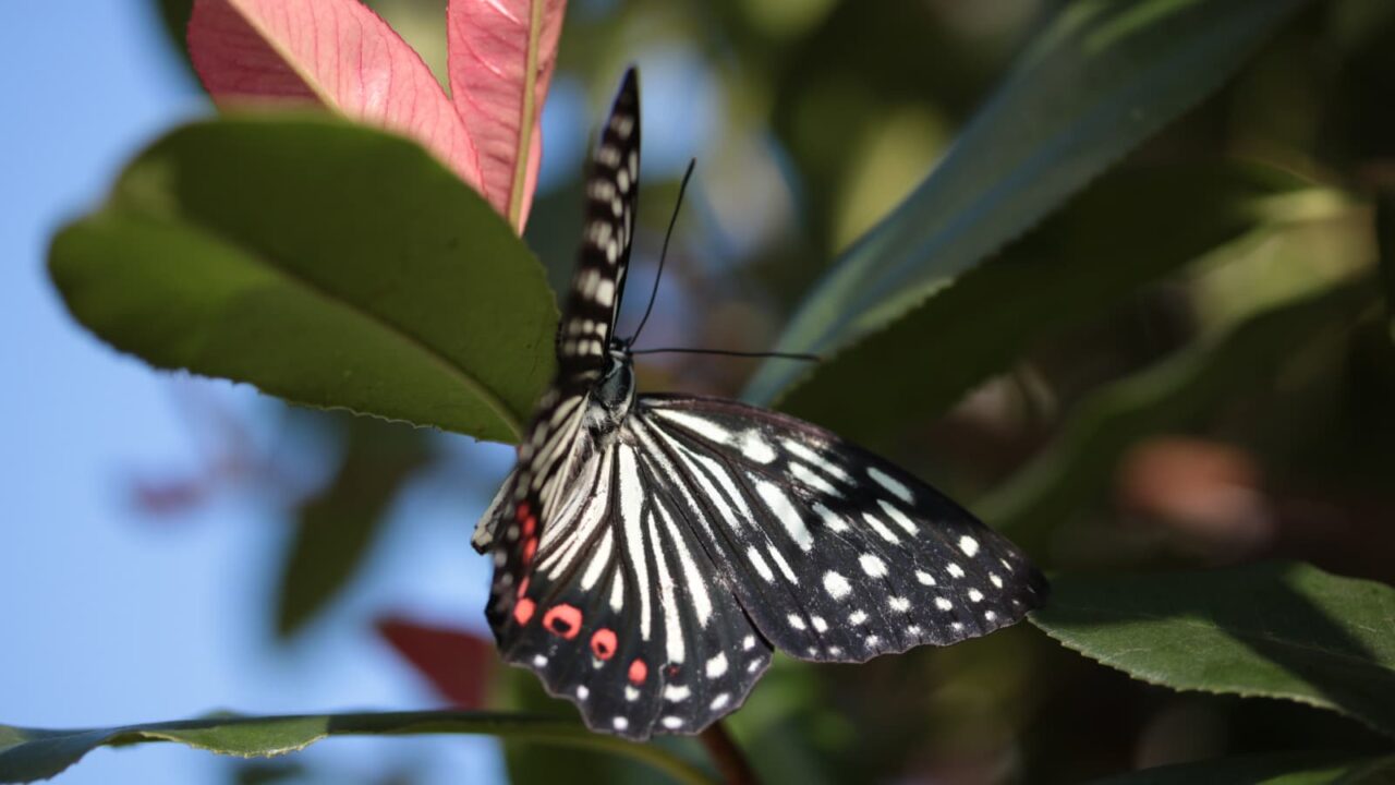 樹液を吸っているアカボシゴマダラを激写201709-9