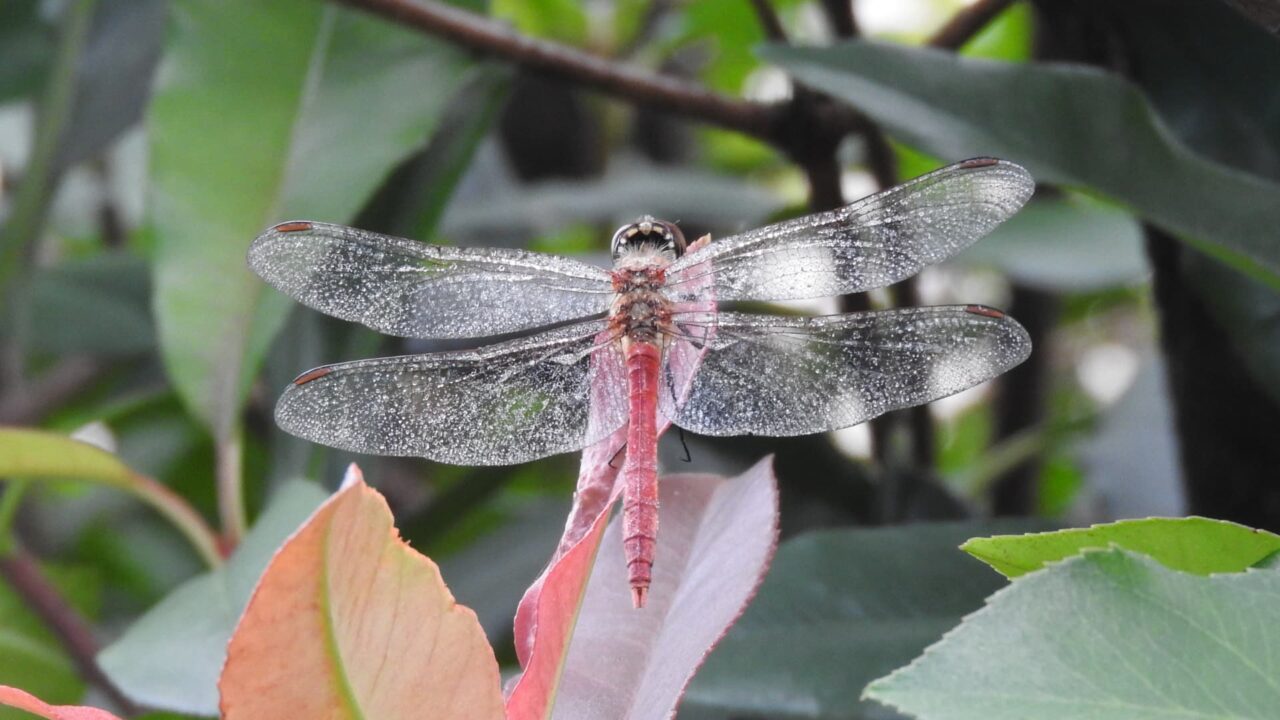 葉先に止まるアキアカネ(雄)201710