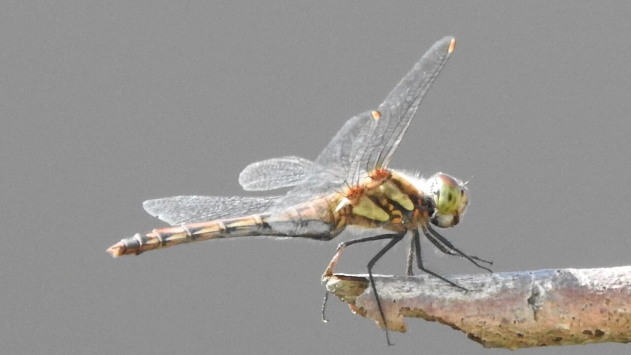 枝先に止まるアキアカネ(雌)201710-翅上げ