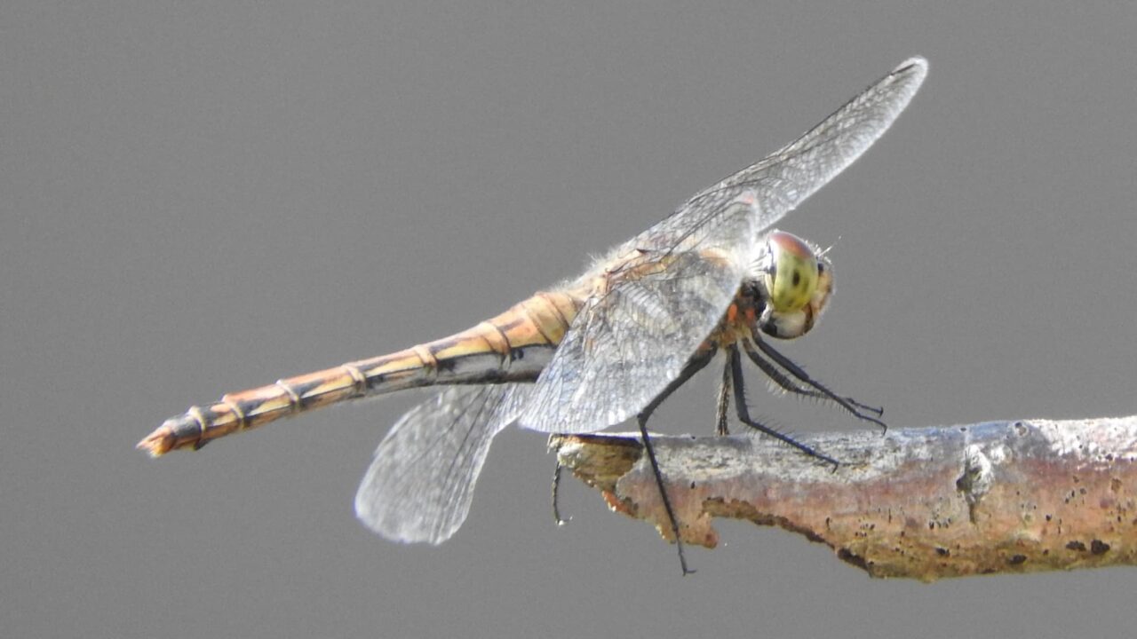 枝先に止まるアキアカネ(雌)201710-翅おろし始め