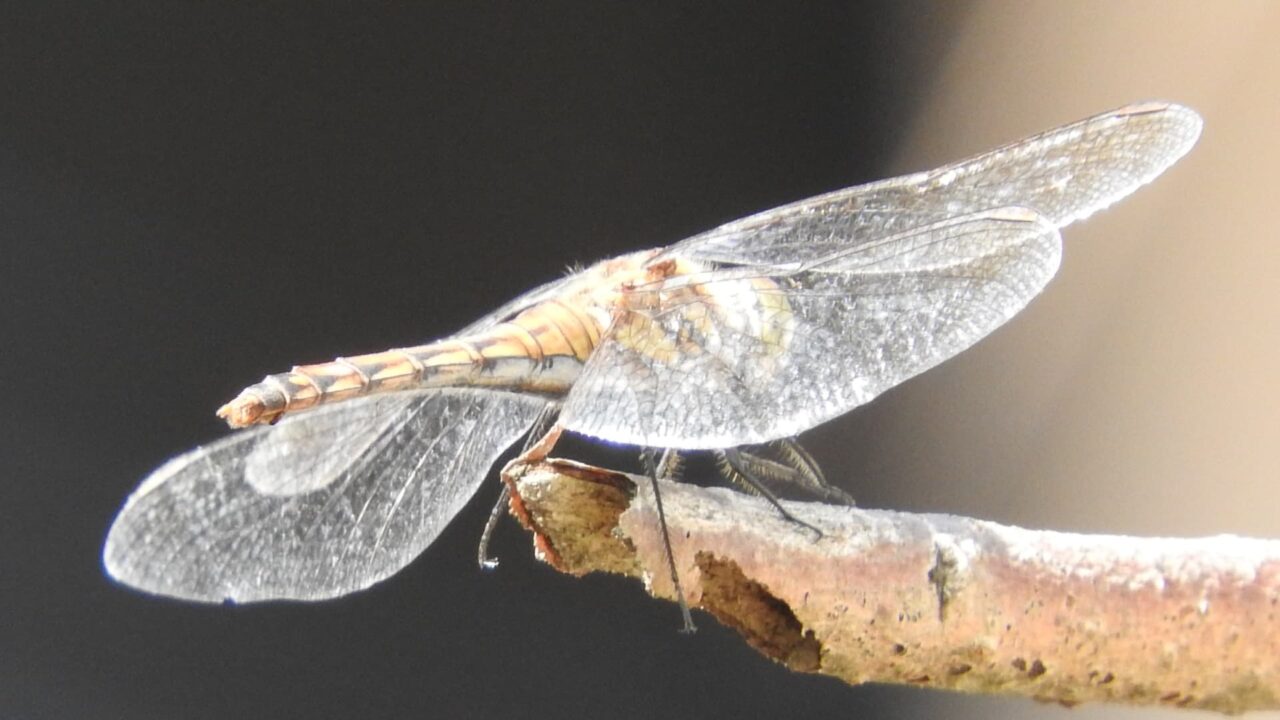 枝先に止まるアキアカネ(雌)201710-翅おろし