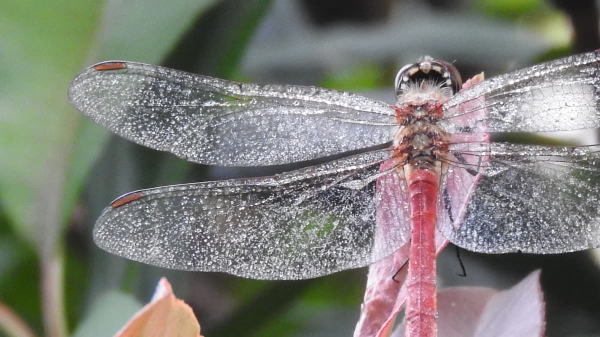 葉先に止まるアキアカネ（雄）201710（キャッチ画像）