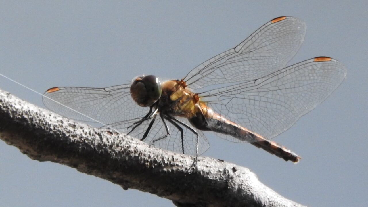 枝に止まるアキアカネ(雌)201710-灰色バック