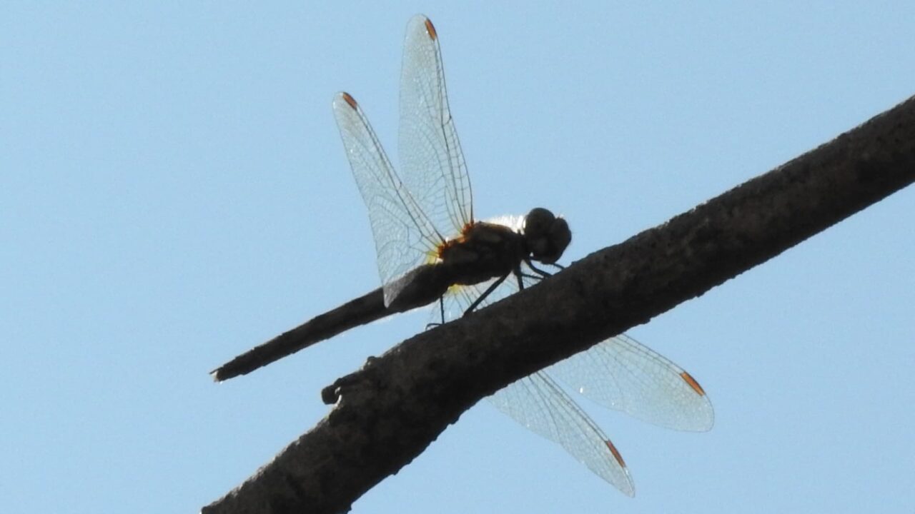 枝先に止まるアキアカネ(雌)201710-青空バック2