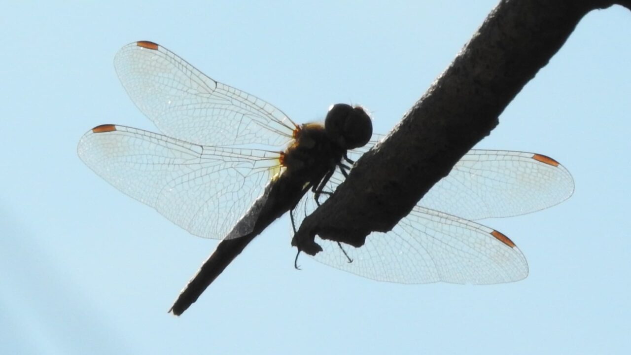 枝先に止まるアキアカネ(雌)201710-青空バック