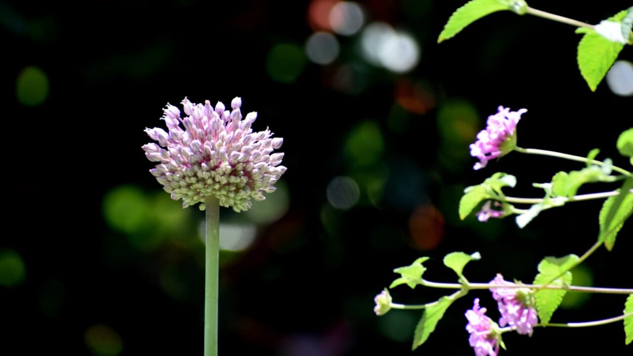 アリウムとコバノランタナ20230604