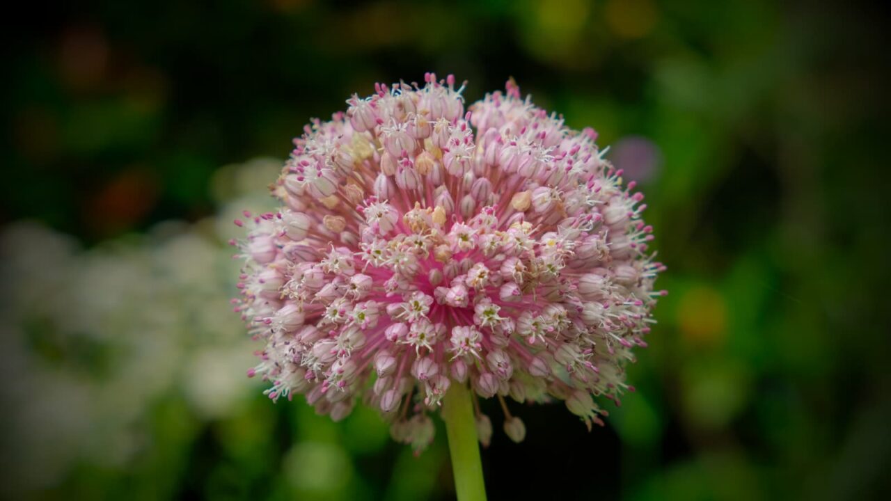 アリウムの球花20230615（ピンク）