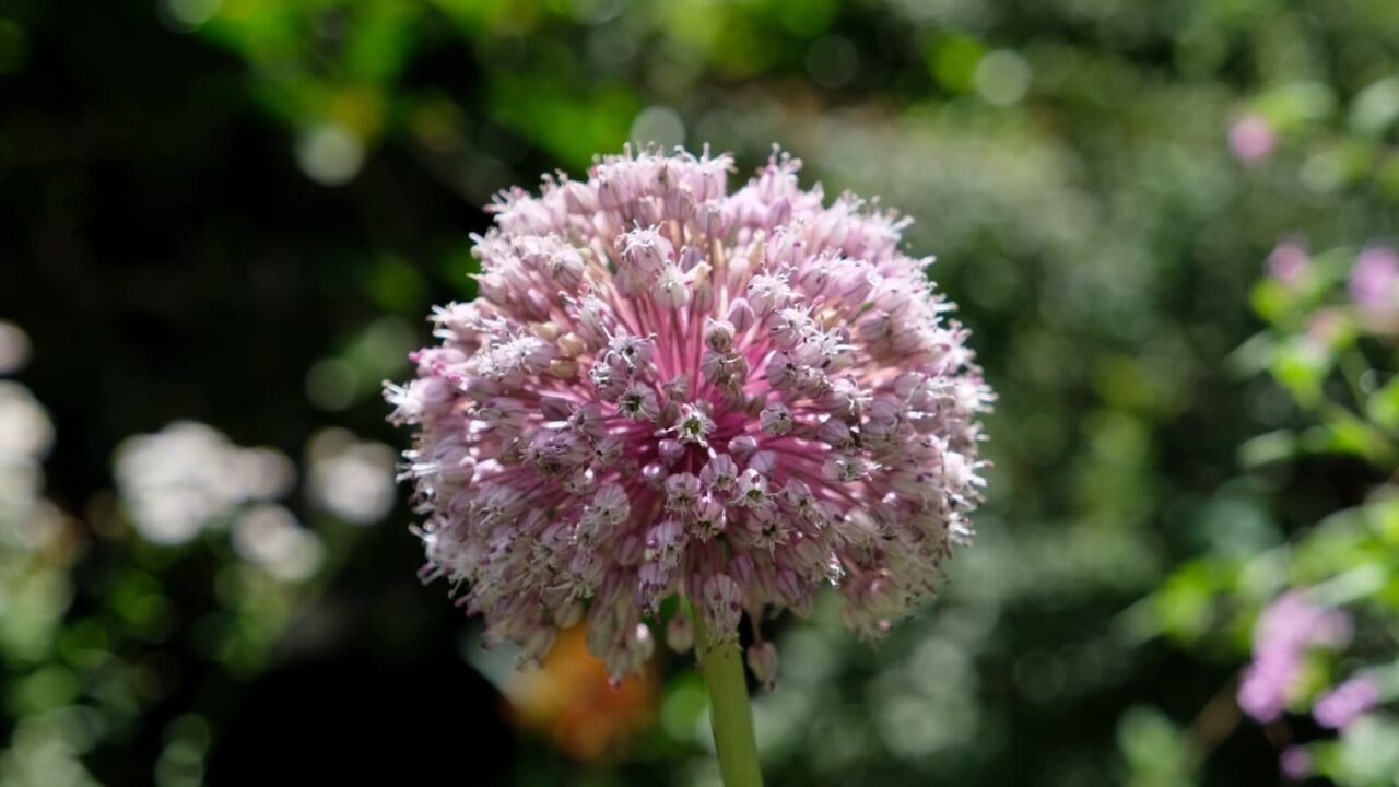 アリウムの球花20230616-2（盛花）