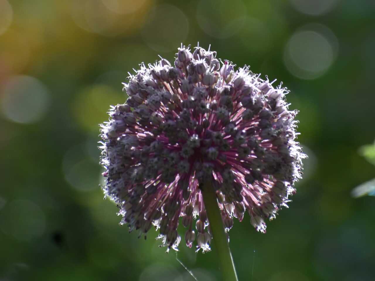 アリウムの球花20230616-3（月蝕のよう）
