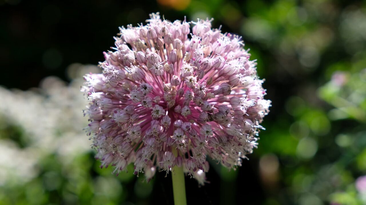 アリウムの球花20230617-2（盛花）