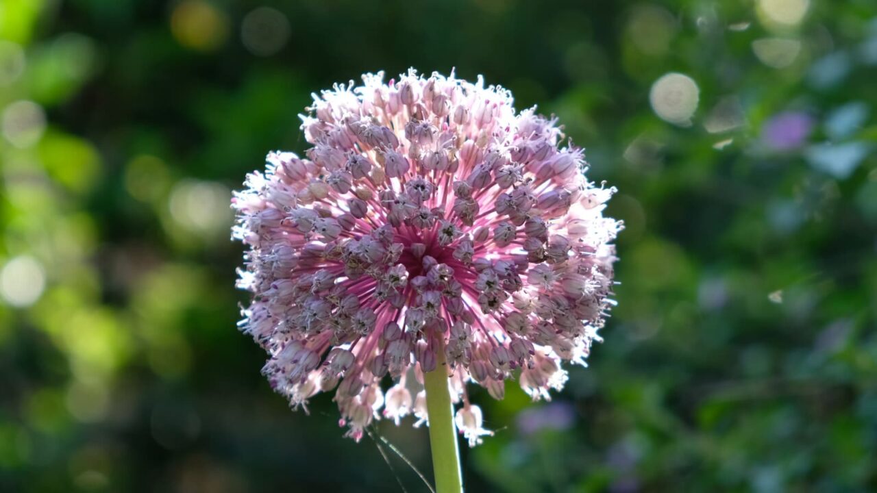 アリウムの球花20230617-3（光球のよう）