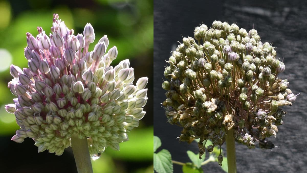 アリウムの花の変化202307（キャッチ画像）