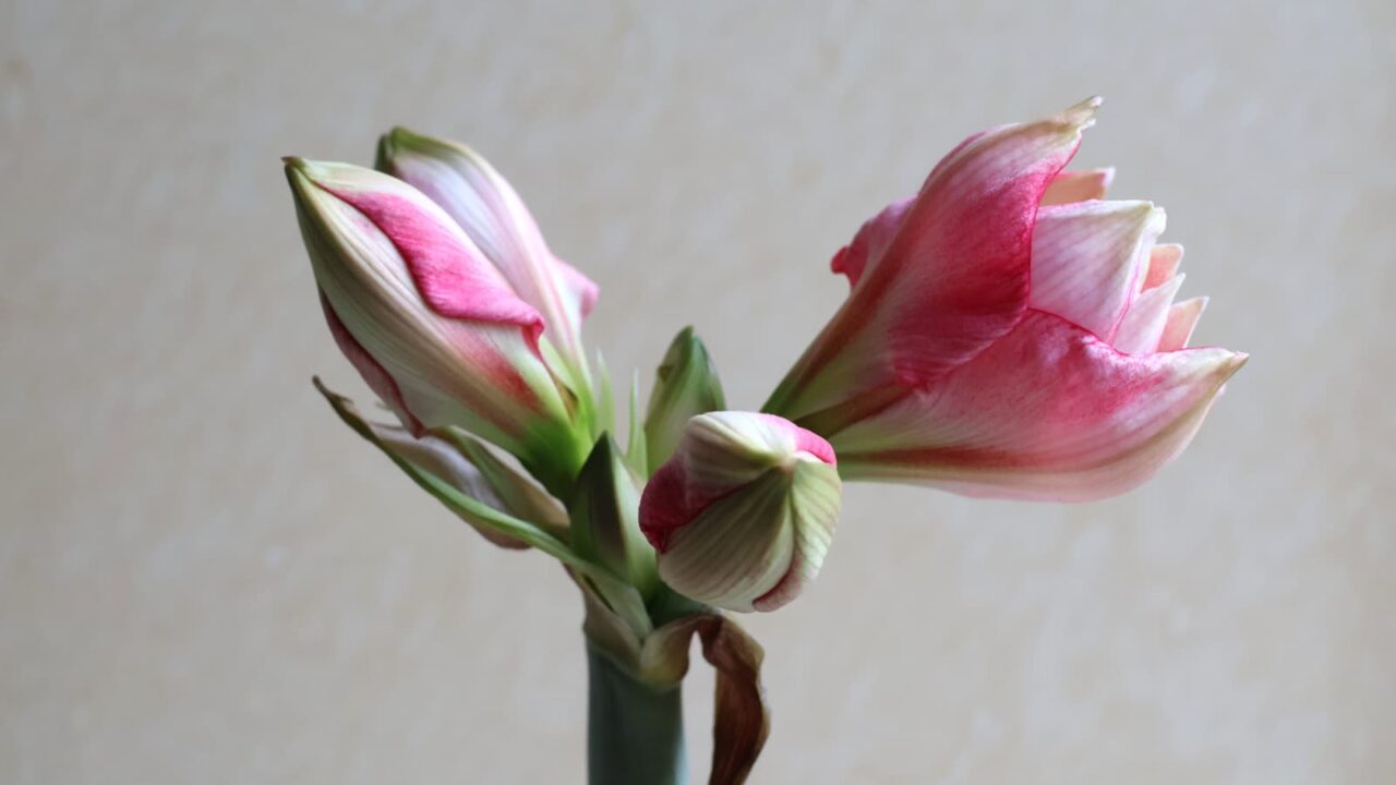 アマリリスの開花202404210605（一番花開き始め）