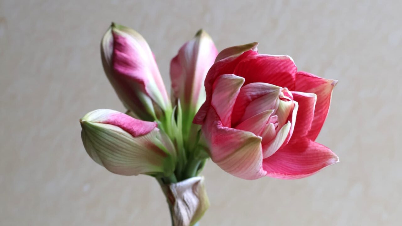 アマリリスの開花202404210605（一番花八分）
