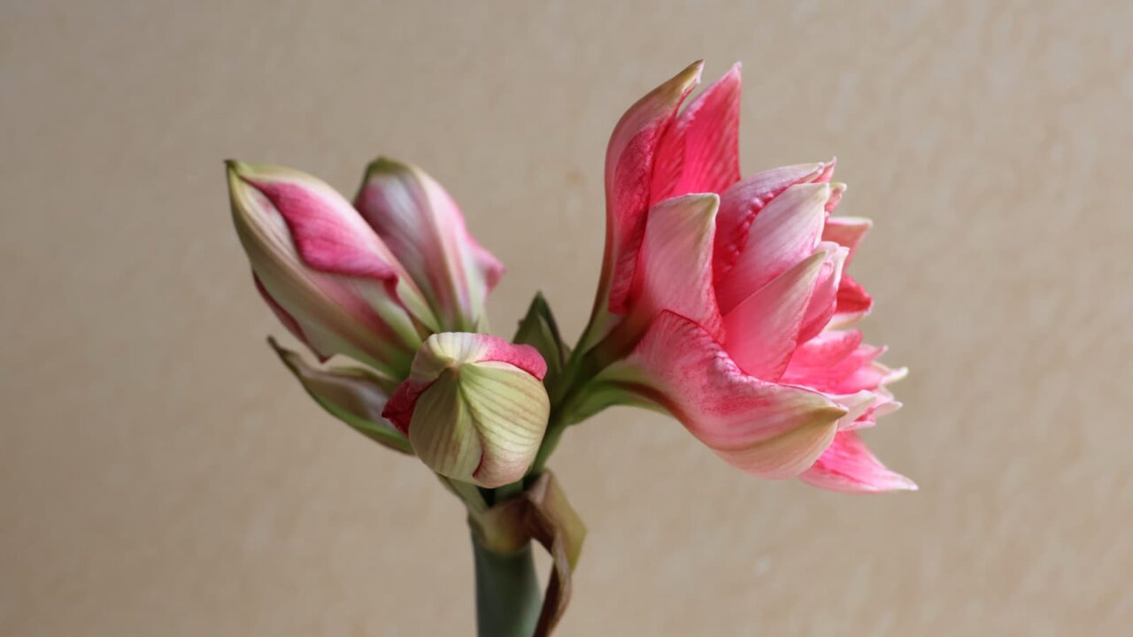 アマリリスの開花202404210956（一番花全開）