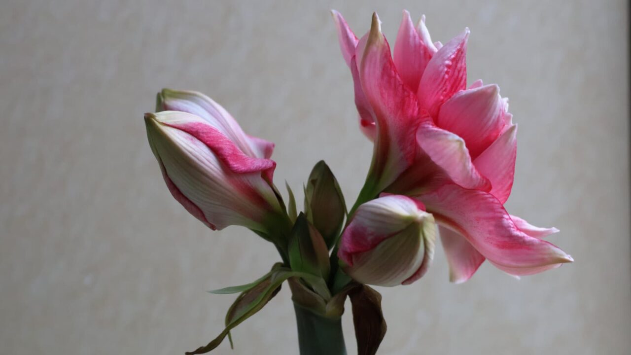 アマリリスの開花202404211723（一番花全開）