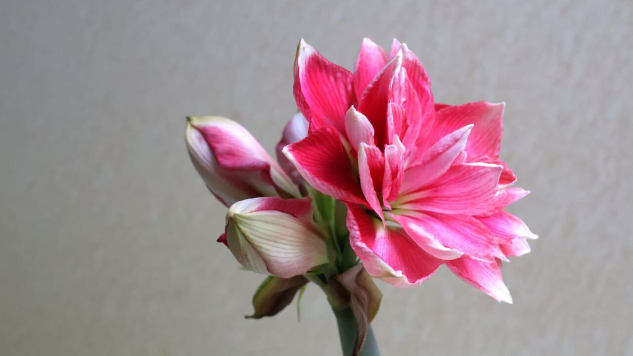 アマリリスの開花202404211723-2（一番花全開）