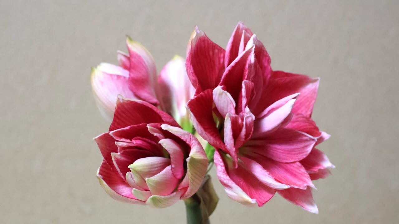 アマリリスの開花202404212039（二番花開き始め）