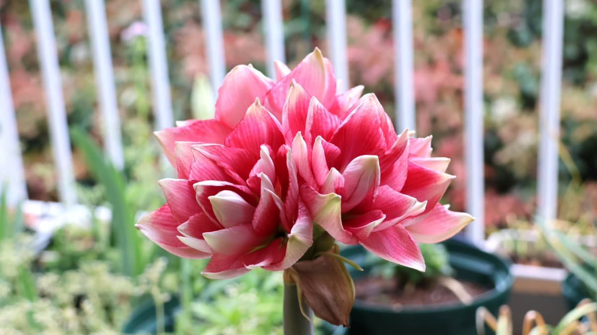 アマリリスの開花202404220817（キャッチ画像）