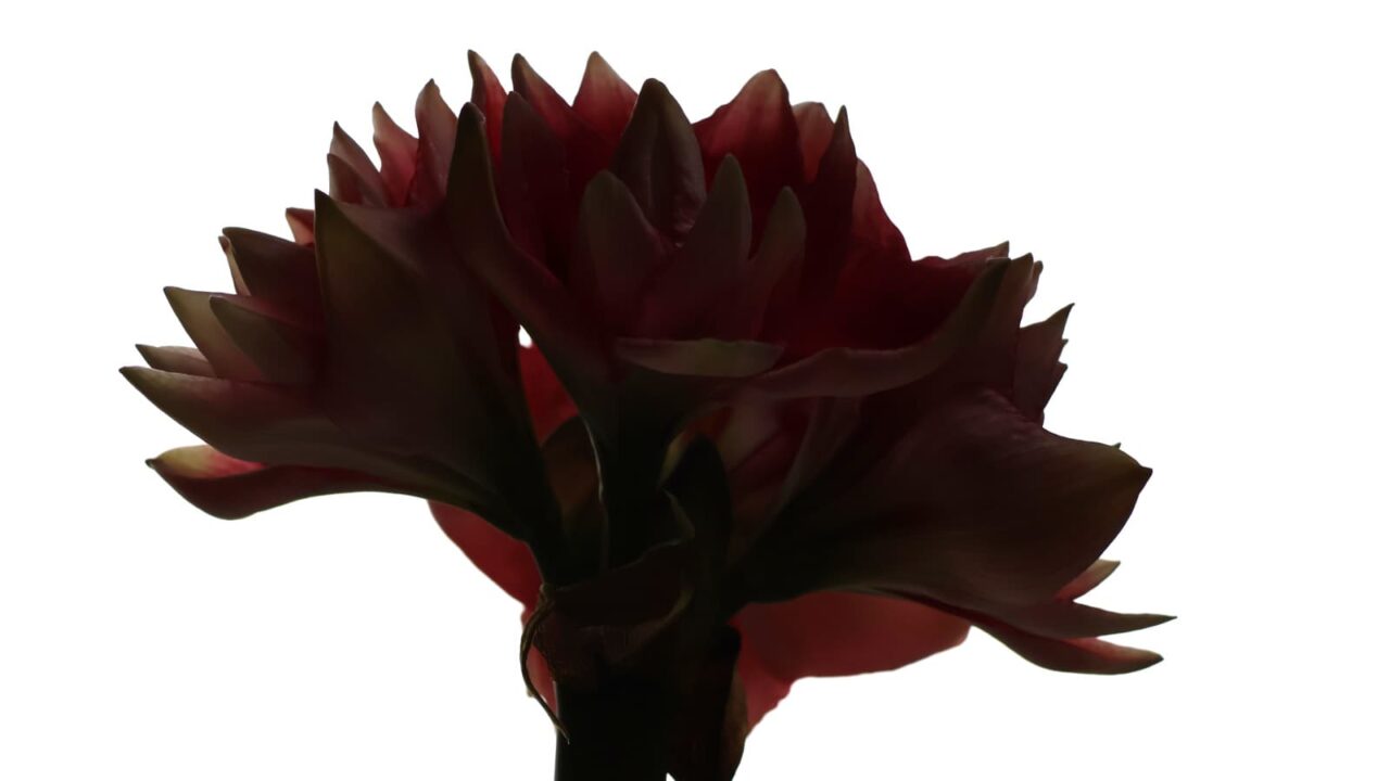 アマリリスの開花20240422（４輪全開影絵）