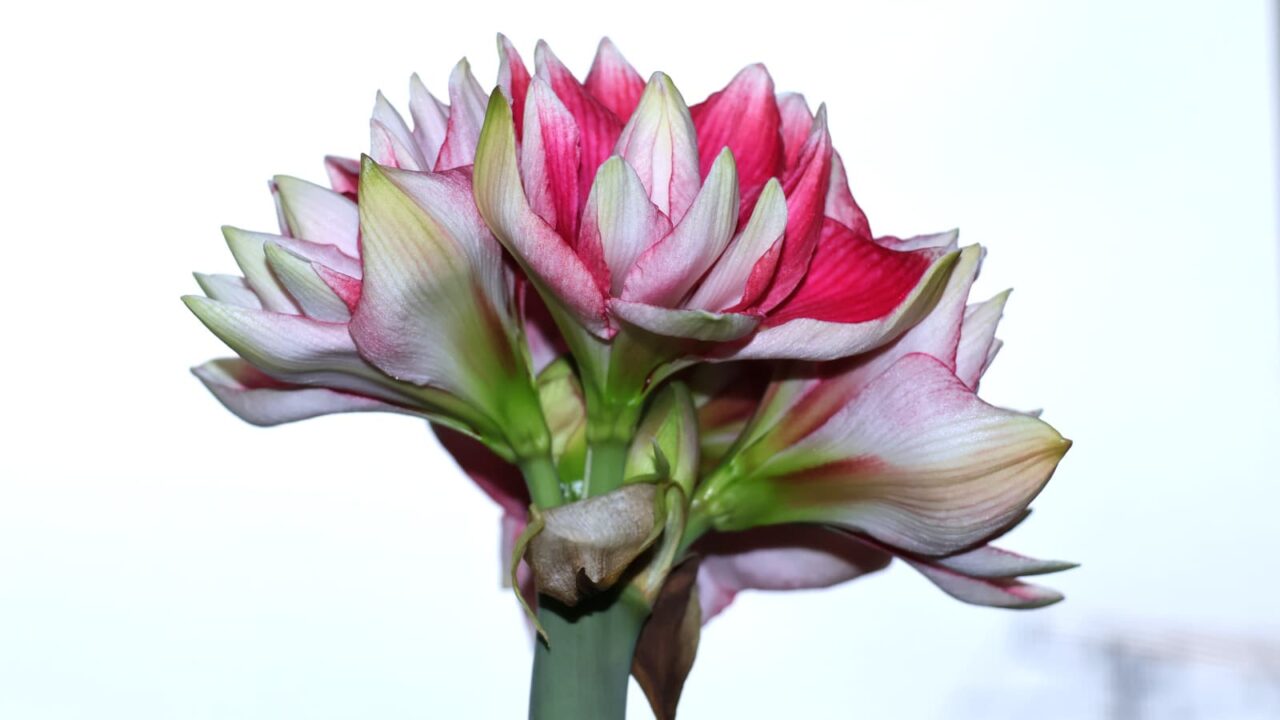 アマリリスの開花20240422（４輪全開）