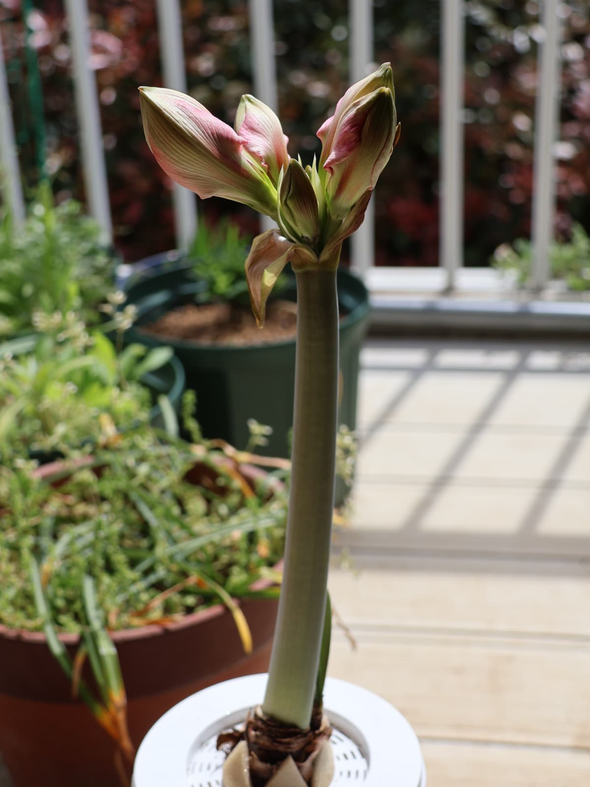 アマリリス開花前日20240420-1