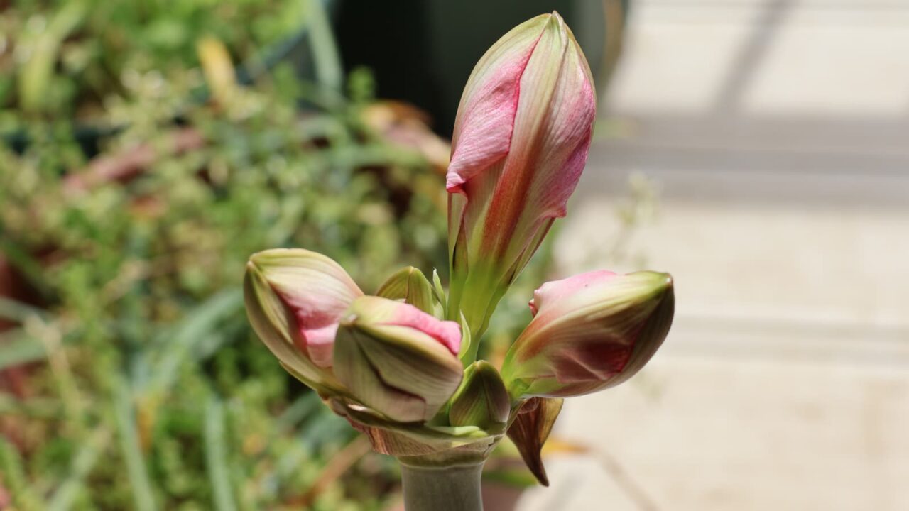 アマリリス開花前日の蕾20240420-2