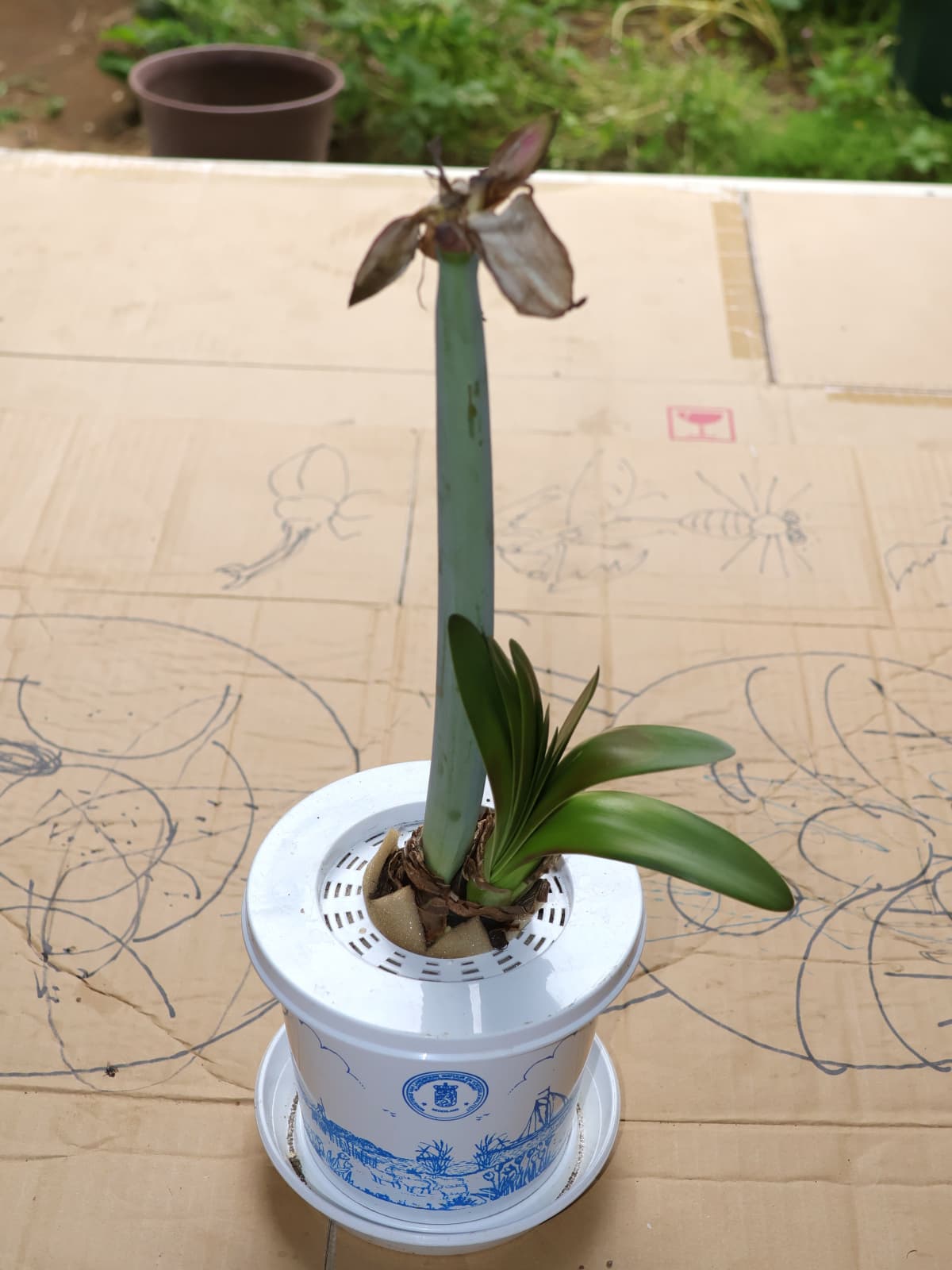 アマリリス植替え2024-1（２つの蕾は萎れる）