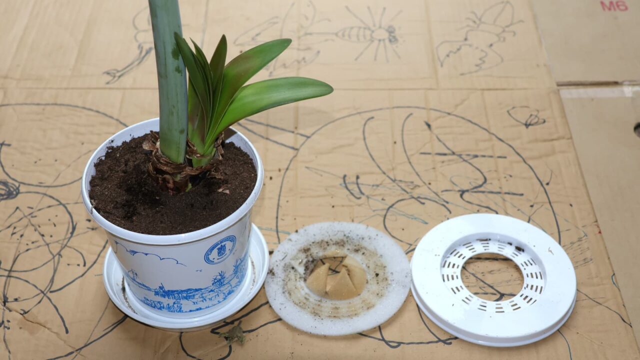 アマリリス植替え2024-4（セット解体）