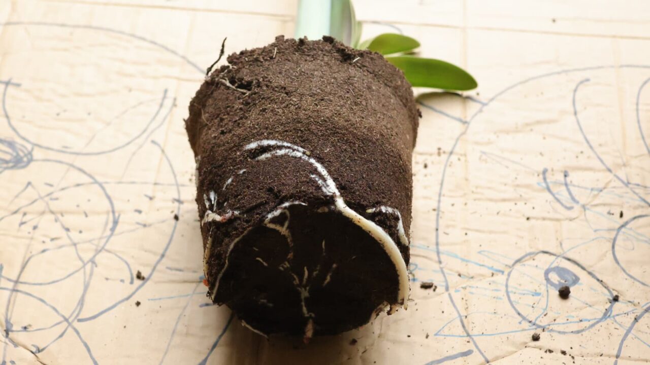 アマリリス植替え2024-5（太根がとぐろを巻く）
