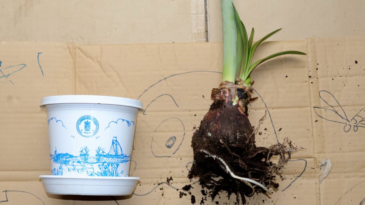 アマリリス植替え2024-6（セット鉢と同じ大きさの球根）