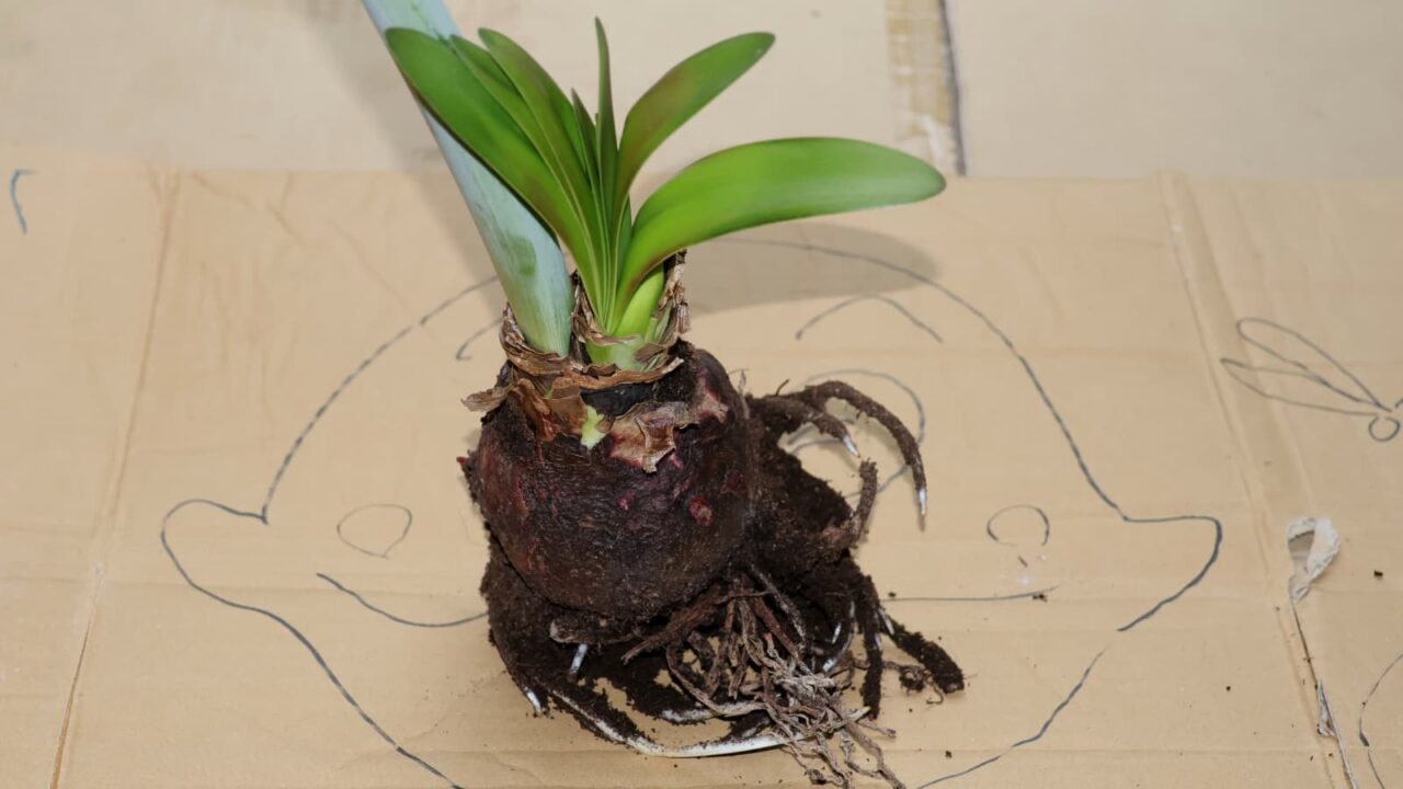アマリリス植替え2024-7（大きな球根）