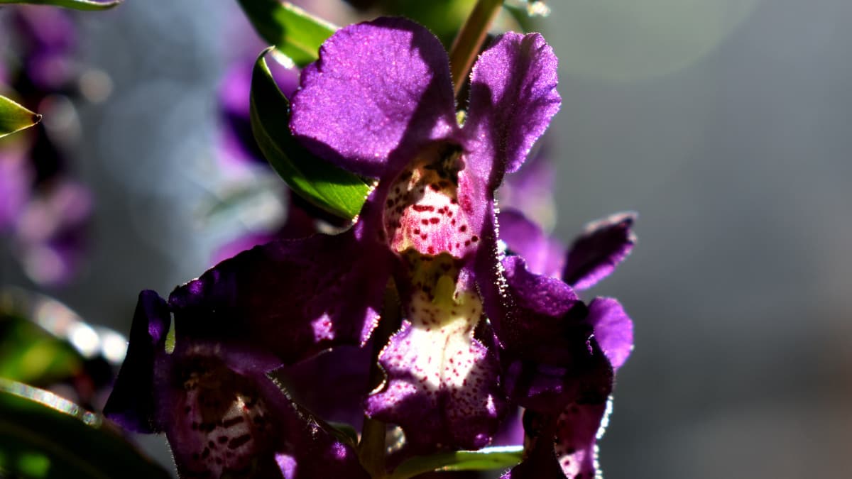 アンゲロニア2019紫花拡大（キャッチ画像）