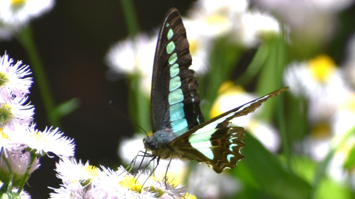 ヒメジョオンにアオスジアゲハ202305（キャッチ画像）