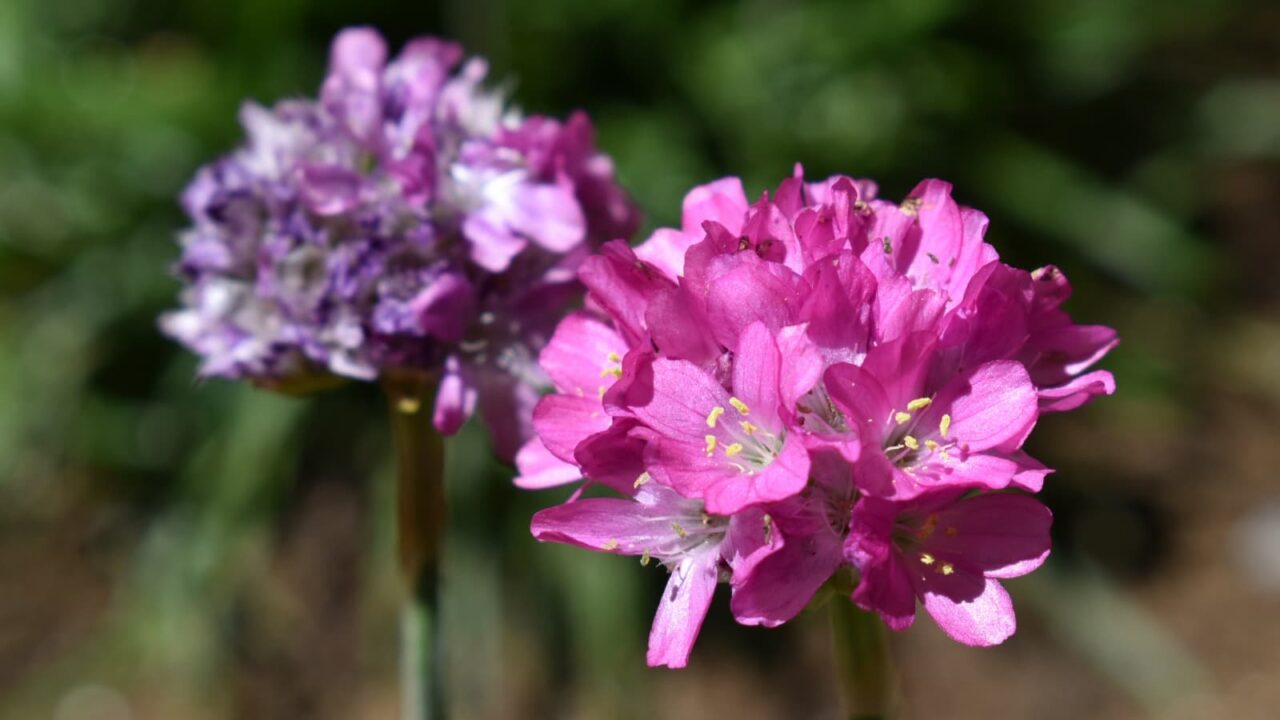 アルメリアの花色違い２輪20200419