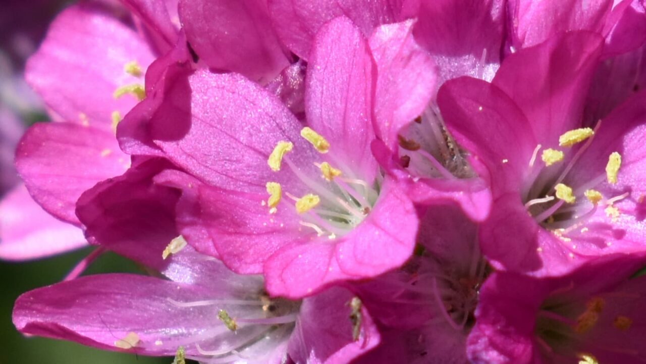 アルメリアの花拡大20200419