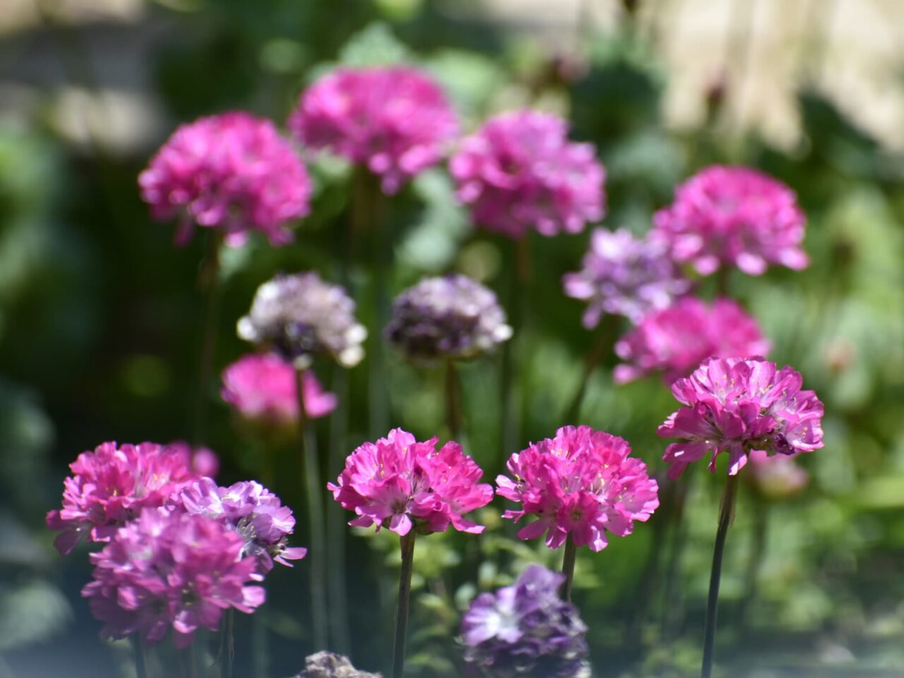 アルメリアの群花20200425-1