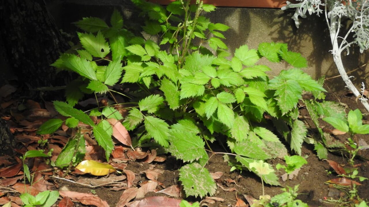 アスチルベ葉の成長20180531