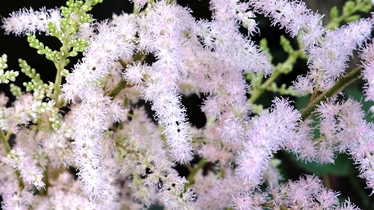 フワフワの雲のようなアスチルベの花20180624（キャッチ画像）