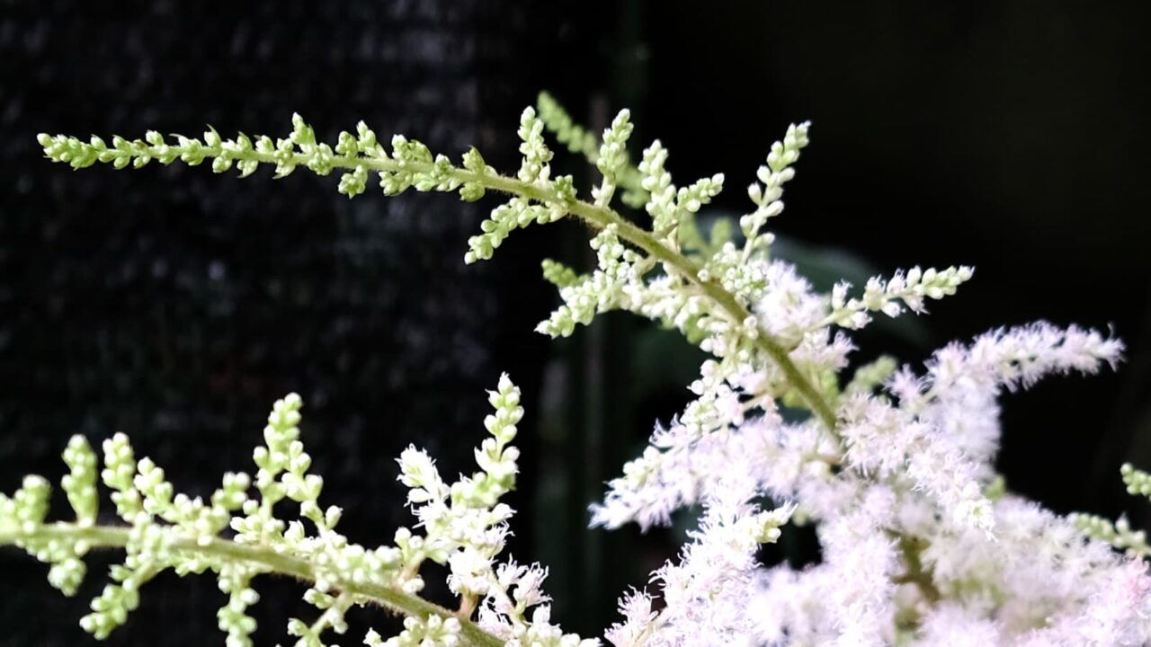 アスチルベの花穂近接20180624(左向き)
