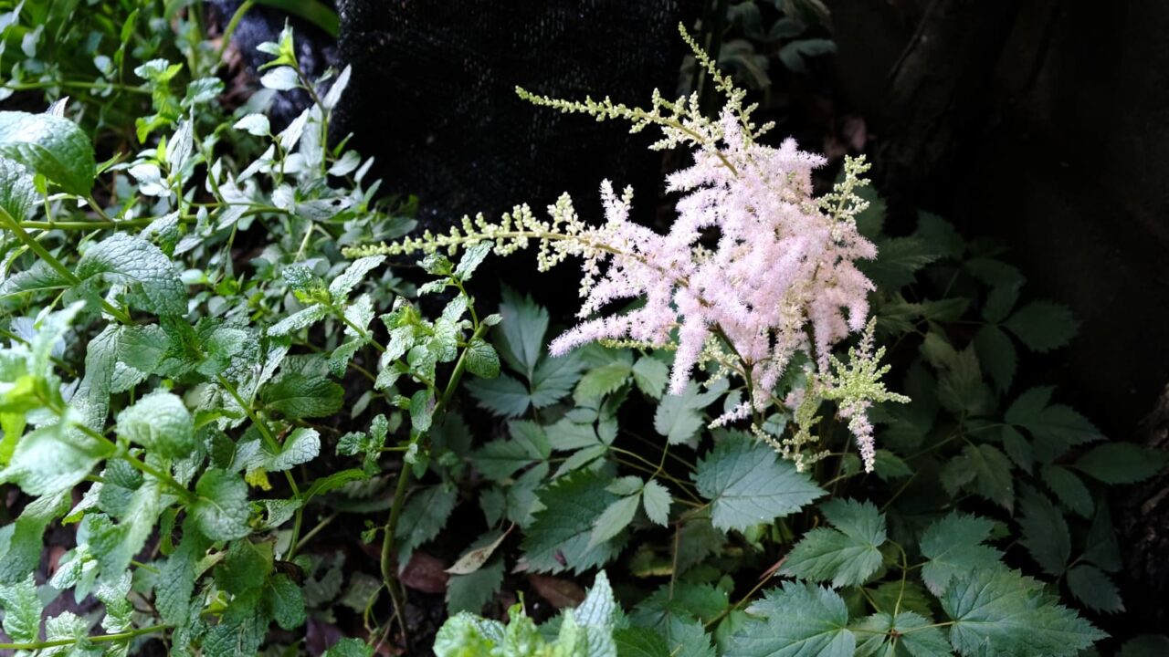 アスチルベの花穂の見事なバランス20180625(斜め上から)